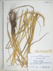 KHA5313, Campeiostachys dahurica (Turcz. ex Griseb.) B.R.Baum, J.L.Yang & C.Yen, Сибирь, Дальний Восток (S6) (Россия)