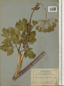 Дудник лекарственный, Дягиль лекарственный L., Восточная Европа, Центральный лесной район (E5) (Россия)