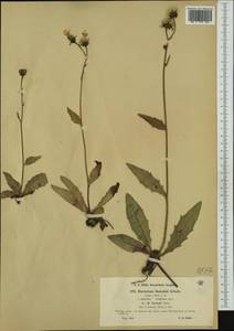 Hieracium bocconei subsp. imhofii Zahn, Западная Европа (EUR) (Швейцария)