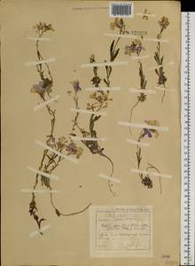 Клаусия солнцепечная (Stephan ex Willd.) Korn.-Trotzky, Сибирь, Прибайкалье и Забайкалье (S4) (Россия)