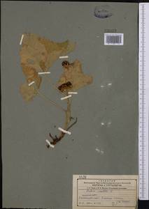 Костяника каменистая L., Средняя Азия и Казахстан, Северный и Центральный Тянь-Шань (M4) (Казахстан)