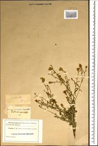Василек овечий Pall. ex Willd., Кавказ (без точных местонахождений) (K0)