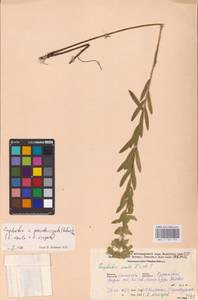 Euphorbia saratoi Ardoino, Восточная Европа, Западный район (E3) (Россия)