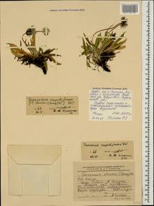 Одуванчик Стевена (Spreng.) DC., Кавказ, Северная Осетия, Ингушетия и Чечня (K1c) (Россия)