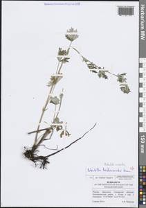 Лапчатка серебристая L., Восточная Европа, Средневолжский район (E8) (Россия)