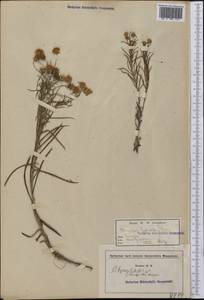 Pityopsis falcata (Pursh) Nutt., Америка (AMER) (США)