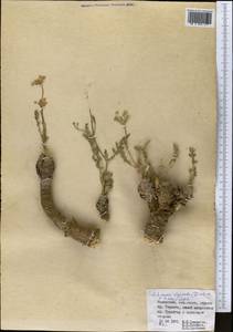 Шренкия влагалищная (Ledeb.) Fisch. & C.A.Mey., Средняя Азия и Казахстан, Северный и Центральный Тянь-Шань (M4) (Казахстан)