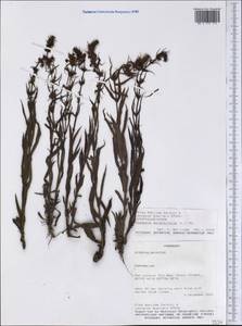 Stemodia durantifolia (L.) Sw., Америка (AMER) (Парагвай)