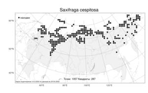 Saxifraga cespitosa, Камнеломка дернистая L., Атлас флоры России (FLORUS) (Россия)