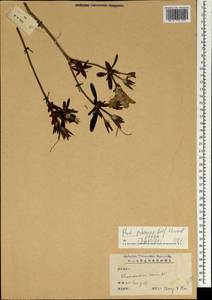 Rhododendron pubescens Balf. fil. & Forrest, Зарубежная Азия (ASIA) (КНР)