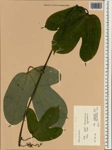 Momordica, Зарубежная Азия (ASIA) (Вьетнам)