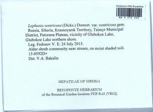 Lophozia ventricosa (Dicks.) Dumort., Гербарий мохообразных, Мхи - Красноярский край, Тыва и Хакасия (B17) (Россия)