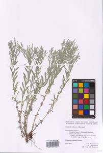 Солонечник мохнатый, Грудница мохнатая (L.) Rchb. fil., Восточная Европа, Центральный лесостепной район (E6) (Россия)