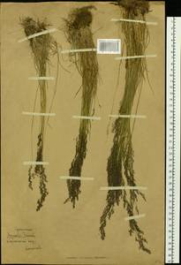 Полевица виноградниковая Schreb., Сибирь, Чукотка и Камчатка (S7) (Россия)