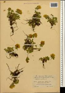 Клевер седоватый Willd., Кавказ, Южная Осетия (K4b) (Южная Осетия)