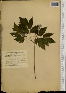 Actaea rubra subsp. rubra, Сибирь, Центральная Сибирь (S3) (Россия)