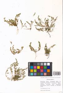 Грыжник голый L., Восточная Европа, Московская область и Москва (E4a) (Россия)