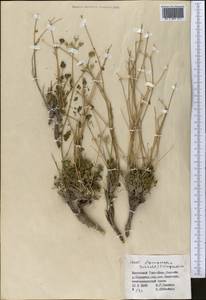 Eriocycla pelliotii (H. Boiss.) H. Wolff, Средняя Азия и Казахстан, Северный и Центральный Тянь-Шань (M4) (Киргизия)