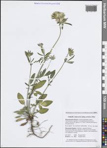 Язвенник обыкновенный L., Восточная Европа, Северный район (E1) (Россия)