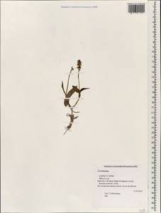 Orchidaceae, Зарубежная Азия (ASIA) (КНР)