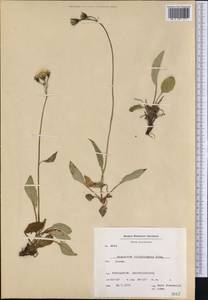 Hieracium lividorubens (Almq.) Elfstr., Америка (AMER) (Гренландия)