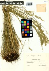 Poa pratensis subsp. turfosa (Litv.) Vorosch., Сибирь, Алтай и Саяны (S2) (Россия)