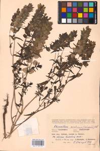 MHA 0 162 077, Rhinanthus serotinus var. vernalis (N. W. Zinger) Janch., Восточная Европа, Западный район (E3) (Россия)