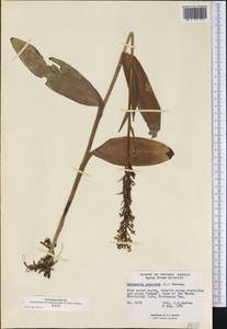 Platanthera psycodes (L.) Lindl., Америка (AMER) (Канада)