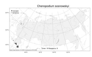 Chenopodium sosnowskyi, Марь Сосновского Kapeller, Атлас флоры России (FLORUS) (Россия)