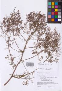 Василисник светлый, Василисник блестящий L., Восточная Европа, Центральный район (E4) (Россия)