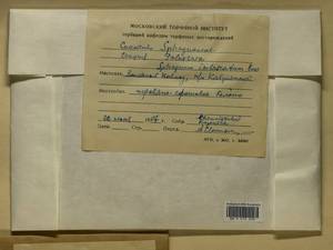 Sphagnum imbricatum Hornsch. ex Russow, Гербарий мохообразных, Мхи - Закавказье (B13) (Грузия)
