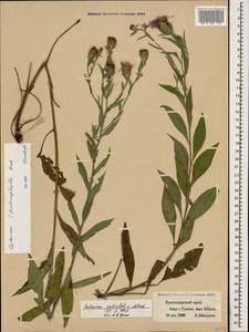 Centaurea phrygia subsp. salicifolia (M. Bieb. ex Willd.) Mikheev, Кавказ, Черноморское побережье (от Новороссийска до Адлера) (K3) (Россия)
