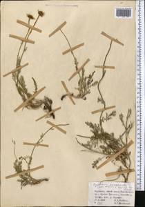 Richteria pyrethroides Kar. & Kir., Средняя Азия и Казахстан, Северный и Центральный Тянь-Шань (M4) (Киргизия)