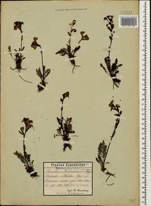 Мытник Нордманна Bunge, Кавказ, Ставропольский край, Карачаево-Черкесия, Кабардино-Балкария (K1b) (Россия)