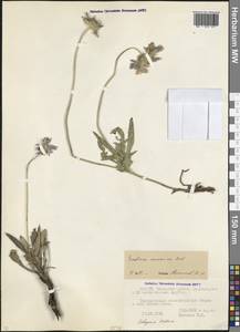 Ломелозия кавказская (M.Bieb.) Greuter & Burdet, Кавказ, Северная Осетия, Ингушетия и Чечня (K1c) (Россия)