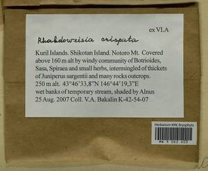 Rhabdoweisia crispata (Dicks.) Lindb., Гербарий мохообразных, Мхи - Дальний Восток (без Чукотки и Камчатки) (B20) (Россия)