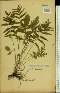 Валериана русская P. A. Smirn., Восточная Европа, Московская область и Москва (E4a) (Россия)