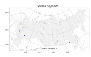 Spiraea nipponica, Спирея ниппонская Maxim., Атлас флоры России (FLORUS) (Россия)
