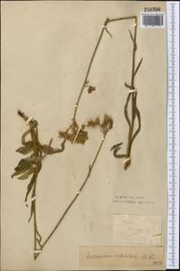 Pilosella echioides subsp. echioides, Средняя Азия и Казахстан, Северный и Центральный Казахстан (M10) (Казахстан)