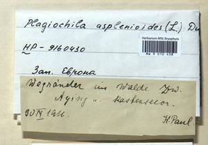 Plagiochila asplenioides (L.) Dumort., Гербарий мохообразных, Мхи - Западная Европа (BEu) (Германия)