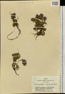 Змееголовник душицевидный Steph. ex Willd., Сибирь, Алтай и Саяны (S2) (Россия)