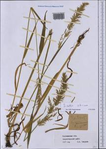 Sibirotrisetum sibiricum (Rupr.) Barberá, Восточная Европа, Центральный лесостепной район (E6) (Россия)