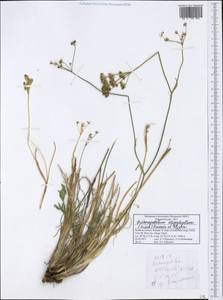 Dichoropetalum oligophyllum (Griseb.) Pimenov & Kljuykov, Западная Европа (EUR) (Греция)