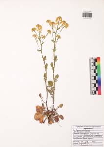 Сурепка дуговидная (Opiz ex J.Presl & C.Presl) Rchb., Восточная Европа, Центральный район (E4) (Россия)