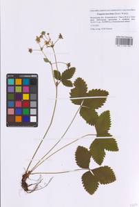 Земляника мускусная Duchesne, Восточная Европа, Московская область и Москва (E4a) (Россия)