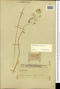 Птицемлечник пиренейский L., Кавказ, Азербайджан (K6) (Азербайджан)