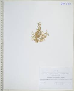 Плаунок кровянокрасный (L.) Spring, Сибирь, Дальний Восток (S6) (Россия)