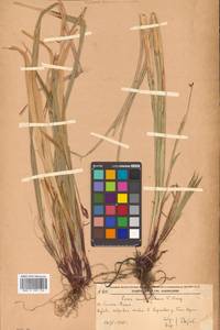 Carex auriculata Franch., Сибирь, Дальний Восток (S6) (Россия)