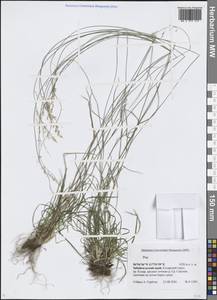 Мятлик, Сибирь, Прибайкалье и Забайкалье (S4) (Россия)