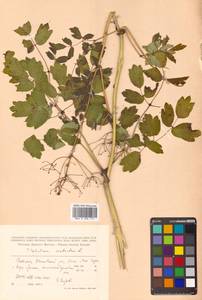 Thalictrum aquilegiifolium subsp. aquilegiifolium, Сибирь, Дальний Восток (S6) (Россия)